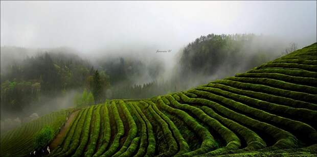 Фотография Misty green field автор Jaewoon U на 500px