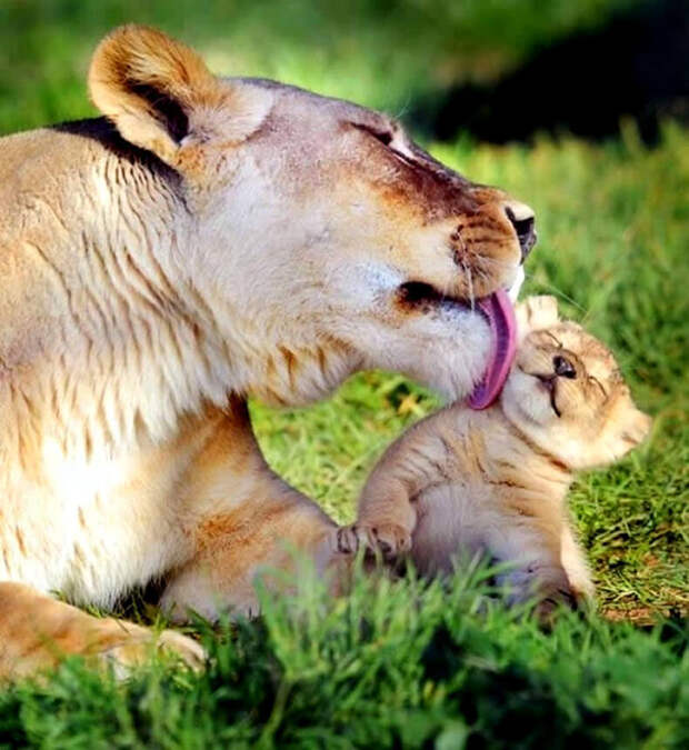 Эти животные научат вас, как быть родителем хорошим