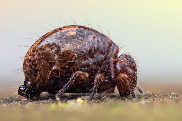 insects07 insects07 Портреты насекомых