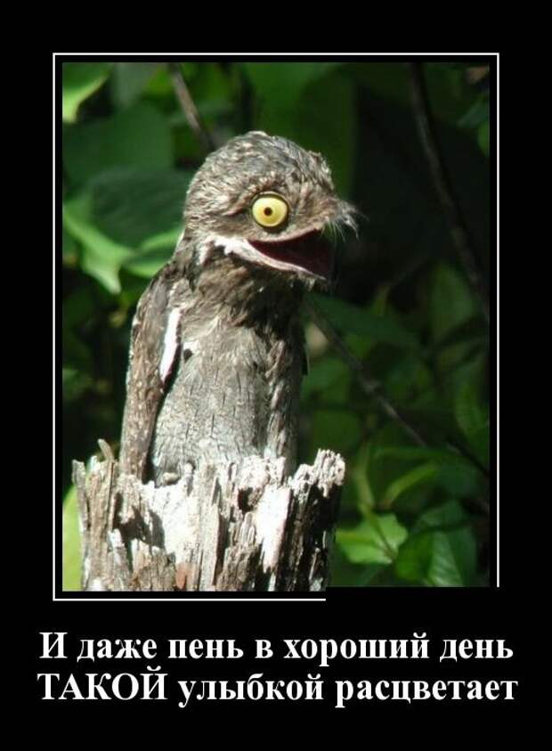 Демотиваторы