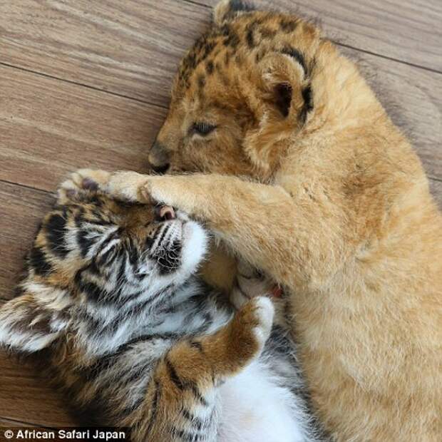 The cubs play fighting