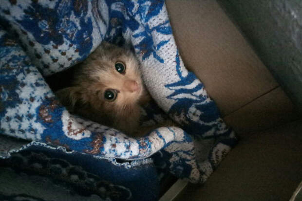 Брат этого милого котенка погиб от холода. Фото: Елена Исламова