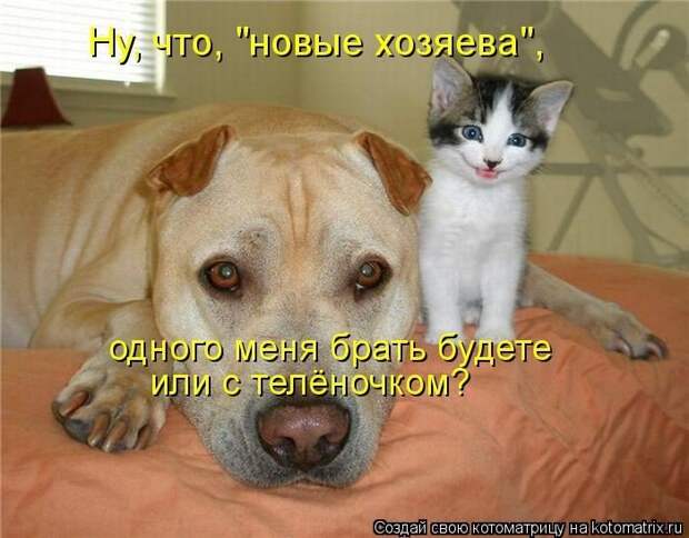 Выпуск 272: Красочные и улыбающие котоматрицы (30 фото) Выпуск 272: Красочные и улыбающие котоматрицы (30 фото)