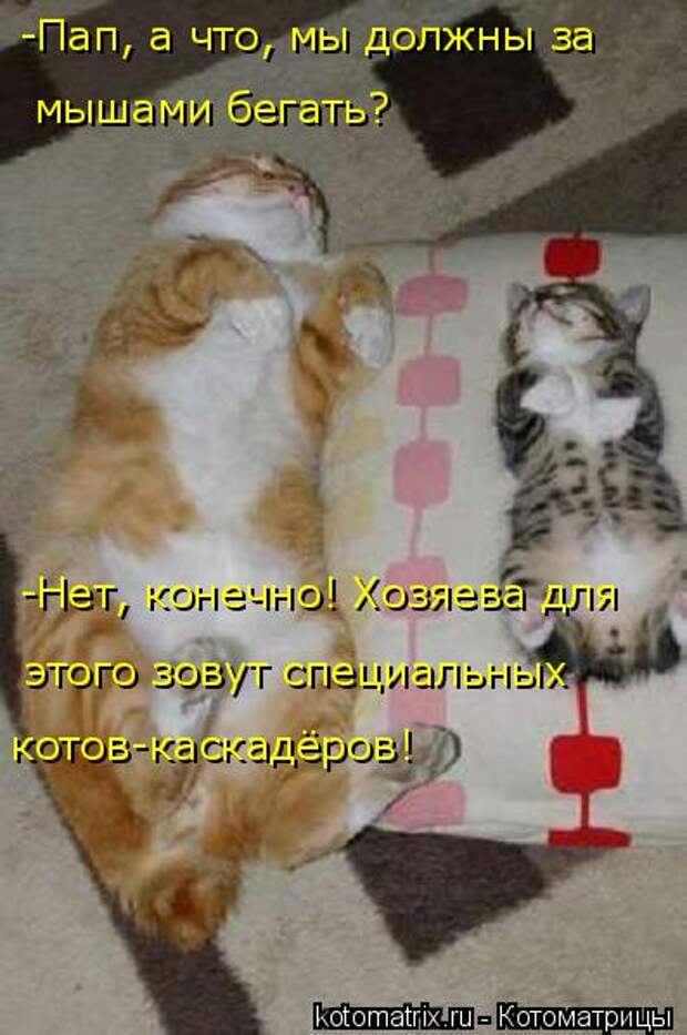 Котоматрица: -Нет, конечно! Хозяева для  котов-каскадёров! этого зовут специальных  -Пап, а что, мы должны за  мышами бегать?