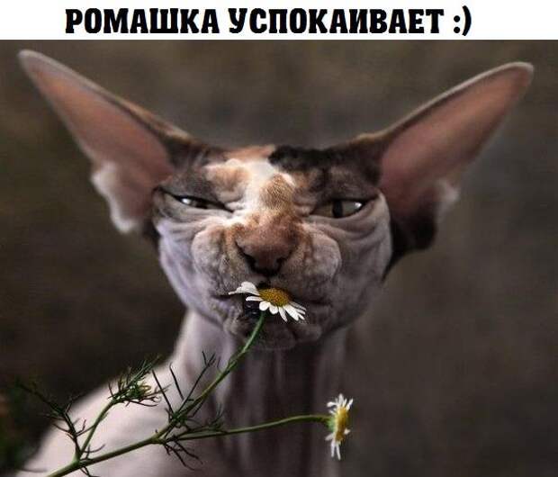 изображение: Ромашка успокаивает #Котоматрицы