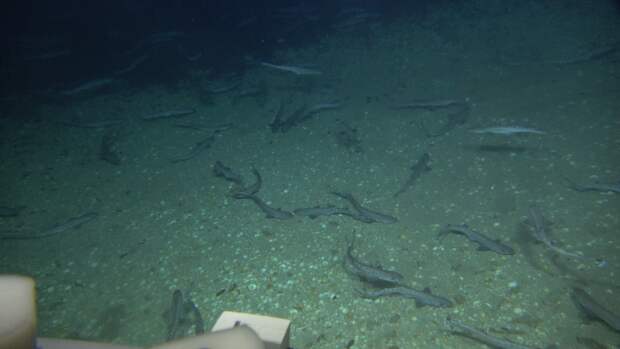 У берегов Израиля скрывались многодетные ясли глубоководных акул