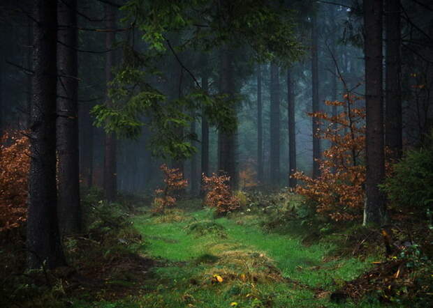 Волшебные фотографии леса Alex Wesche