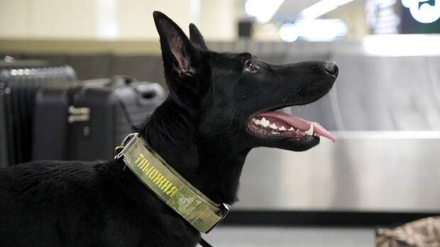 Кинолог Голубев рассказал, как распознать мимику собак