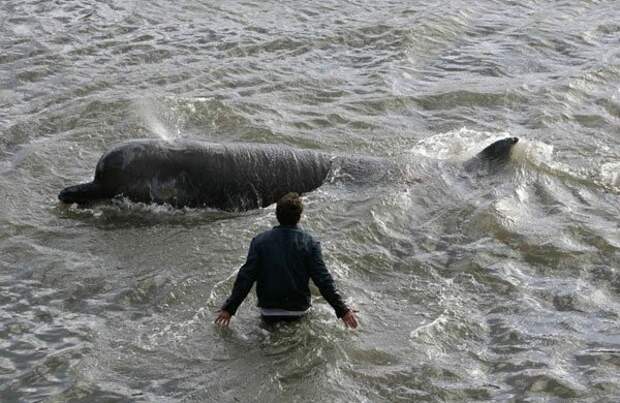 Случайный прохожий в Сочи спас дельфина, который заплыл в реку дельфин, интересное, спасение, фото
