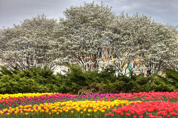 tulips16 tulips16 Самые яркие тюльпаны со всего света