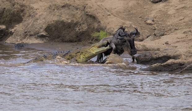 Антилопе посчастливилось вырваться из пасти крокодила антилопа, животные, крокодил