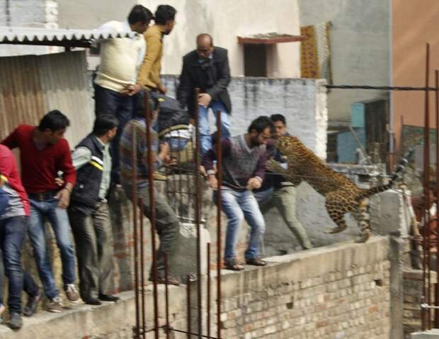 Леопард бросается на людей на стройке в жилом районе Мератха, города в северо-западной части штата Уттар-Прадеш, в Индии. Февраль 2014. животные, люди