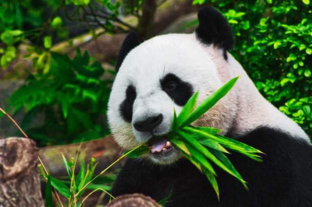 Daily Mail: панды из китайского зоопарка в Чунцине напали на смотрительницу