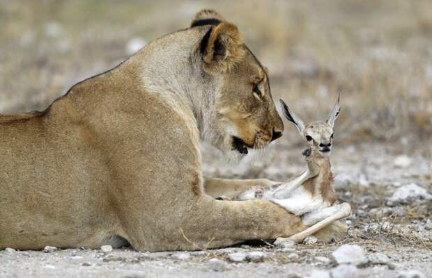 Львица заботится о маленькой антилопе