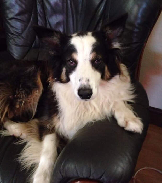 missing-dog-treks-50-miles-find-owners-casey-4