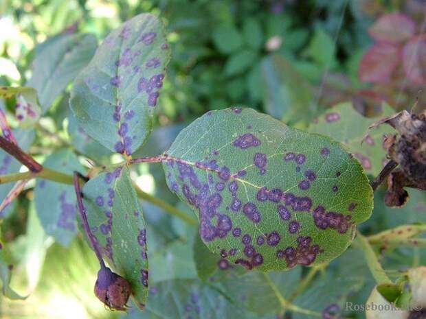 ууу (600x450, 65Kb)