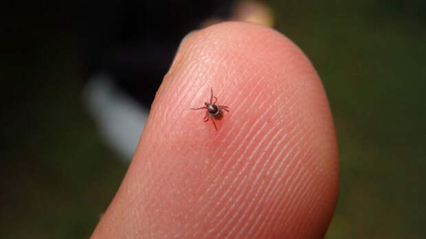 Как действовать при укусе клеща, чтобы предотвратить передачу инфекции: инструкция от невролога