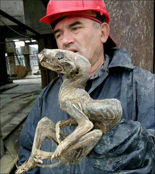 siberian_creature