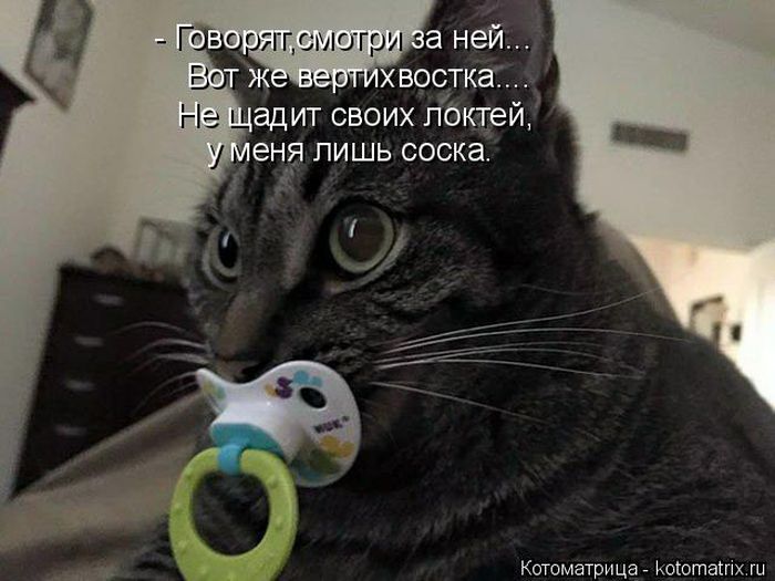 Лучшие котоматрицы недели (50 фото)