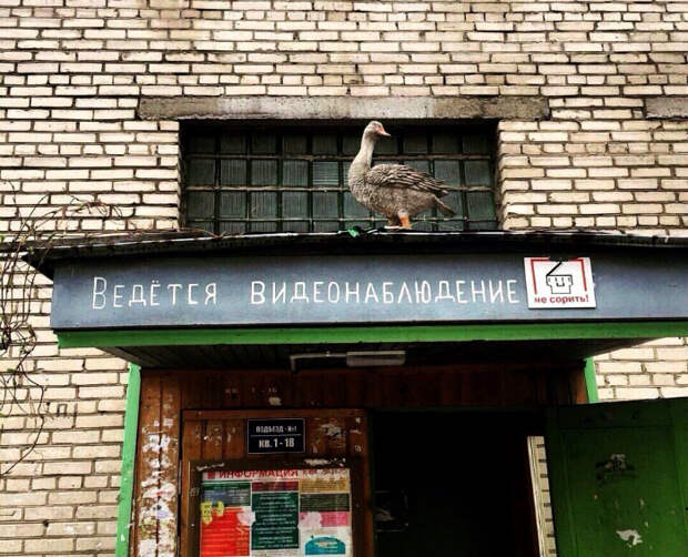 Птица все видит! Птица все видит!