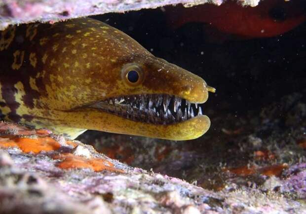 Зло таится под водой. Самые страшные морские создания