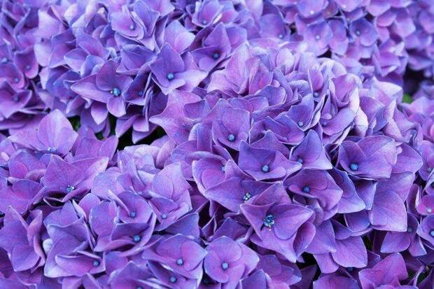 Фиолетовые цветы: названия, фото и описания (каталог)