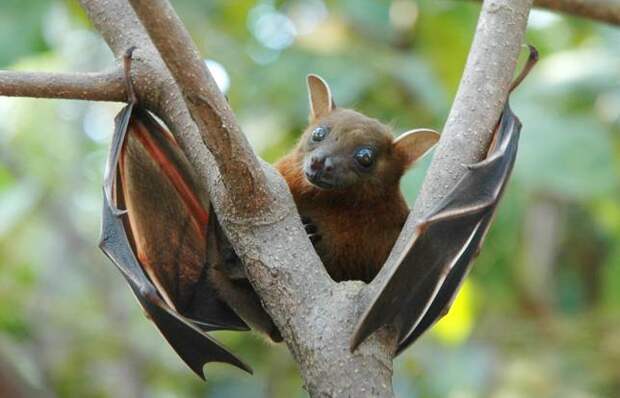 Lesser_short-nosed_fruit_bat_(Cynopterus_brachyotis)