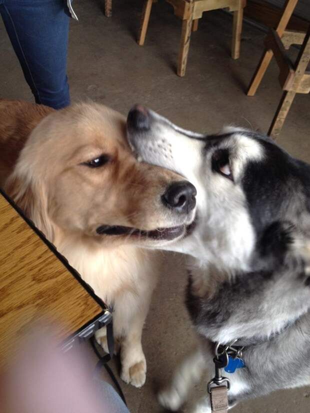 Эта собака очень неуклюжей попыткой поцелую.