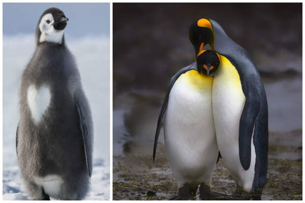 Императорский пингвин (Aptenodytes forsteri) – 45-50 кг. Самцы могут достигать роста в 122 см большие, интересное, крупные, птицы, фауна