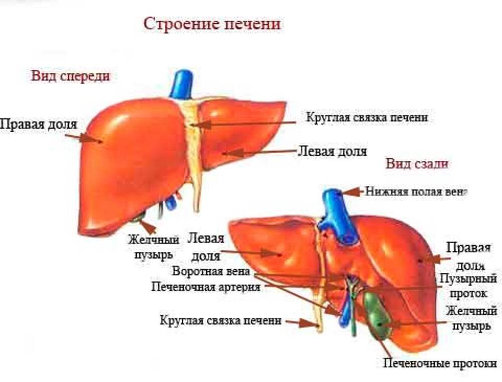 Печень части органа. Анатомическое строение печени. Печень человека анатомия строение и функции печени. Внутреннее строение печени анатомия. Печень Анатомическое строение, функции.