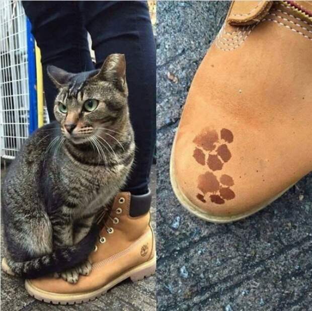 Чтобы не намочить лапки, используйте новенькие ботинки своего человека животные, кошки, смешные