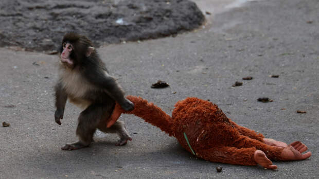 IKEA заработала на брошенной матерью обезьянке по кличке Панч