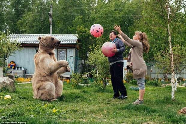 Он похож на большую плюшевую игрушку! 300-килограммовый медведь в качестве домашнего питомца (12 фото)