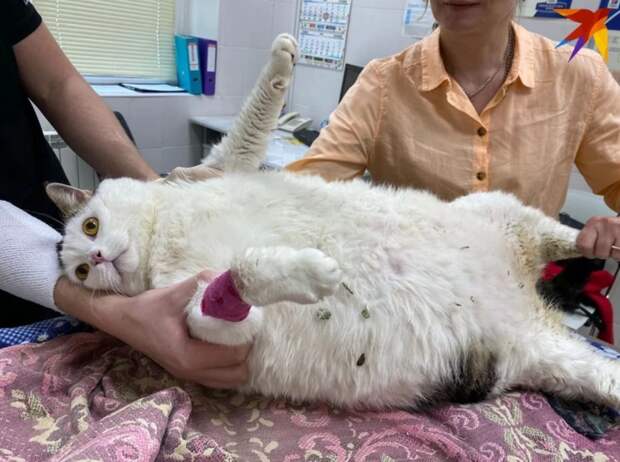 Жирный кот Жирный кот