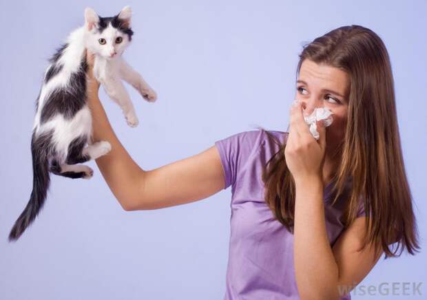 http://images.wisegeek.com/girl-holding-cat-in-hand-while-blowing-nose.jpg