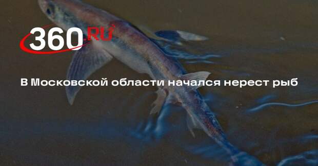 В Московской области начался нерест рыб