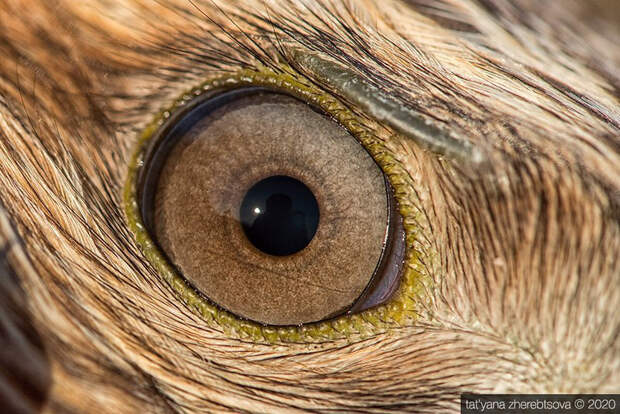 Взгляд хищника
