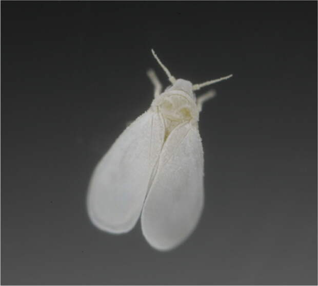 Белокрылка (Aleyrodidae)