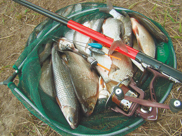 Опытный рыболов показал, что клюёт в реке Припять (фото)