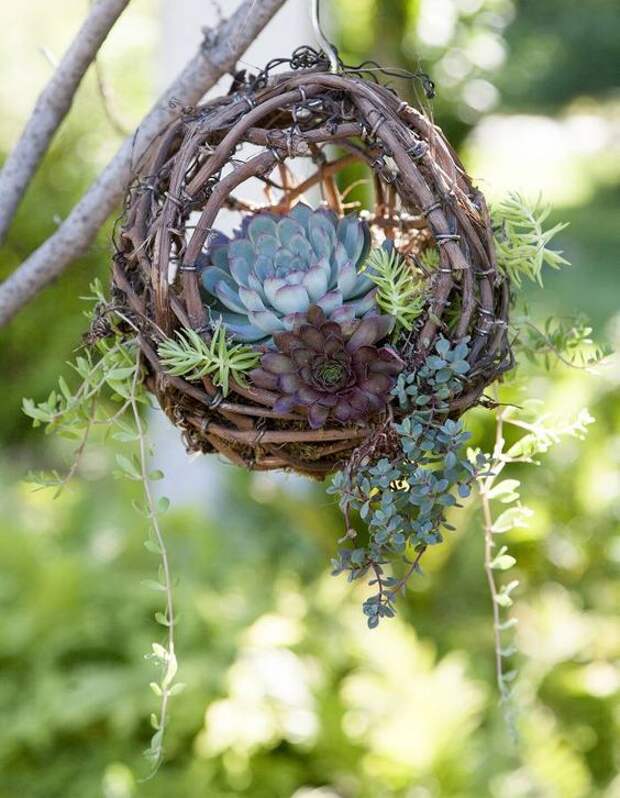 Succulent Grapevine Ball Basket - 8": 