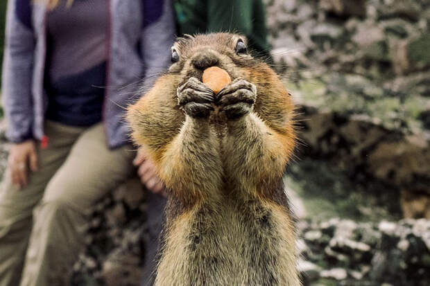 squirrel-photobombs-engagement-photoshoot-kelin-flanagan-spencer-taubner-bdkf-5aaa