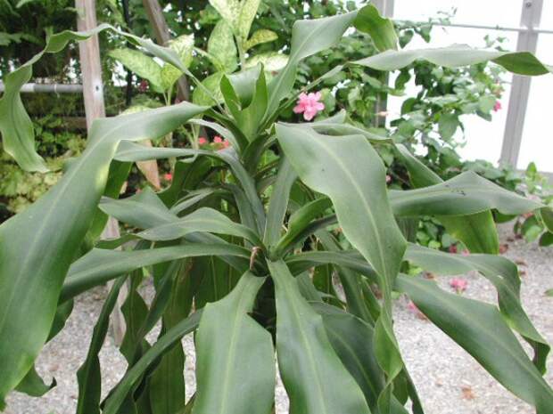 03_Cornplant_Dracaena_fragrans_Massangeana