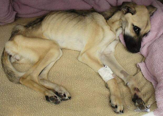 История спасения и невероятное преображение истощённой собаки (12 фото)