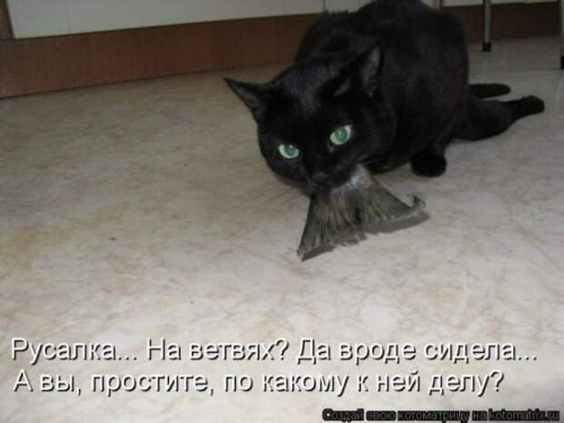 Веселая котоматрица