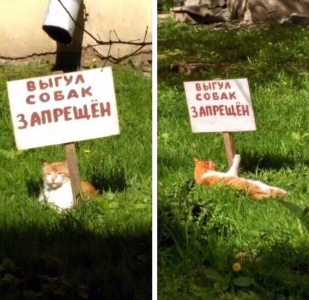 Котопост животные, коты, прикол, юмор