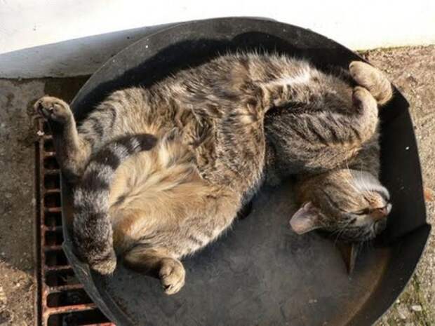 1328653570_cats-2