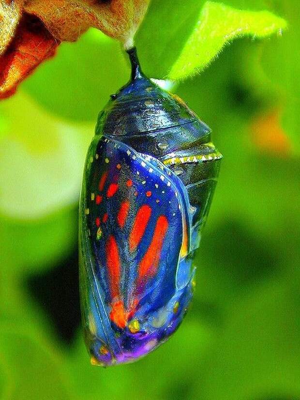Куколка бабочки бабочки, интересное, красота, насекомые