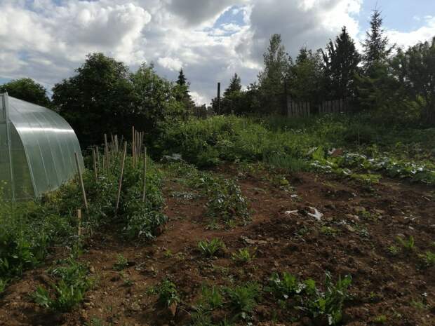 Весна, весна: Авито зафиксировал рост спроса на рассаду в Петербурге