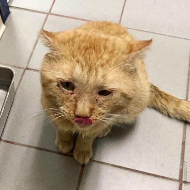 Спасение мистера Брюса Уиллиса - самого грустного кота