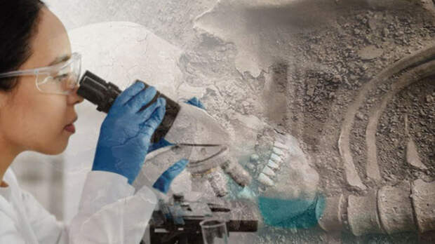 Ученые обнаружили на Урале зубы и кости древних животных